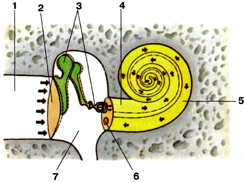 анатомическое строение звуковоспринимающей системы слуха - student2.ru