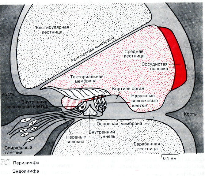 анатомическое строение звуковоспринимающей системы слуха - student2.ru