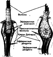 Анатомия среднего и внутреннего уха - student2.ru