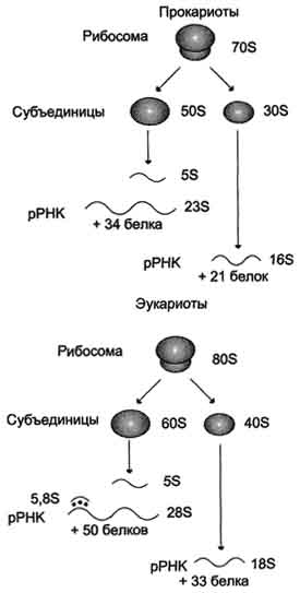 Д. Гибридизация нуклеиновых кислот - student2.ru