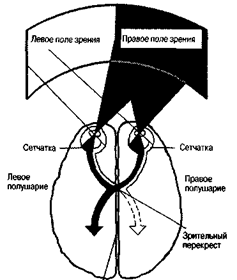 Функциональная асимметрия мозга - student2.ru