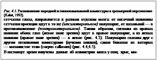 Функциональная асимметрия мозга - student2.ru