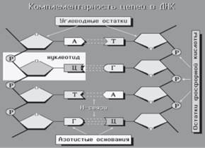 Генетическая грамматика - student2.ru