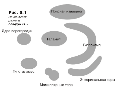 глава 6. лимбическая система - student2.ru