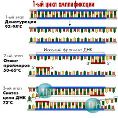Исходные компоненты ПЦР - student2.ru
