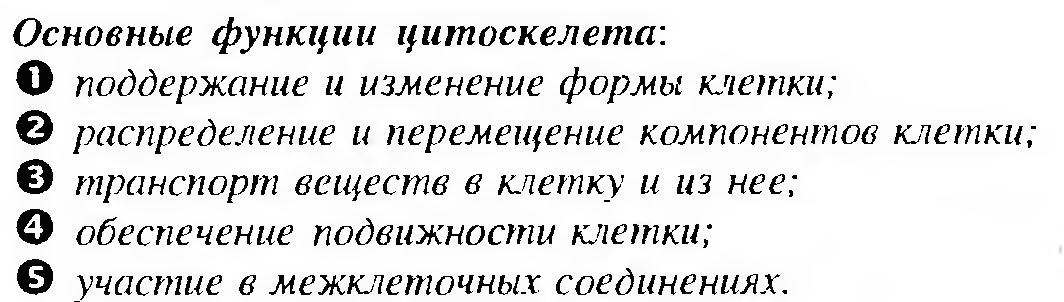 Клеточный конвейер при синтезе белка. Хар-ка клетки - student2.ru