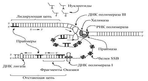 Коэффициент специфичности НК - student2.ru