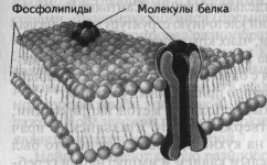 Краткое описание строения нервной системы - student2.ru