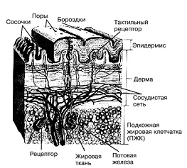 Криминалистическое значение следов рук - student2.ru