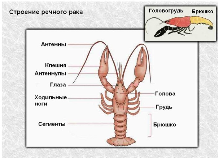 Лабораторное исследование. Изучение внешнего строения членистоногих - student2.ru