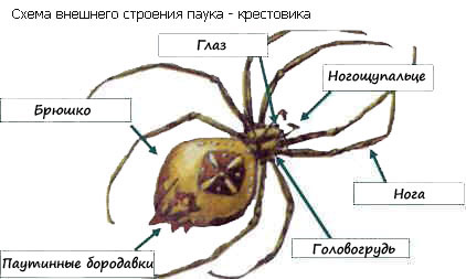 Лабораторное исследование. Изучение внешнего строения членистоногих - student2.ru