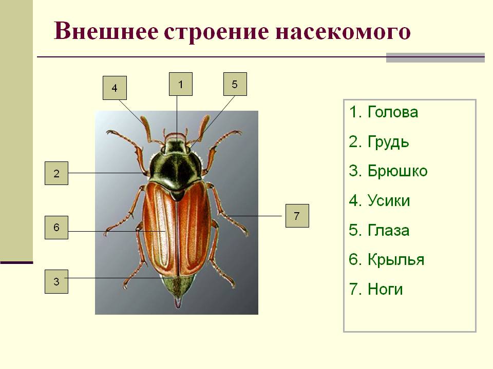 Лабораторное исследование. Изучение внешнего строения членистоногих - student2.ru