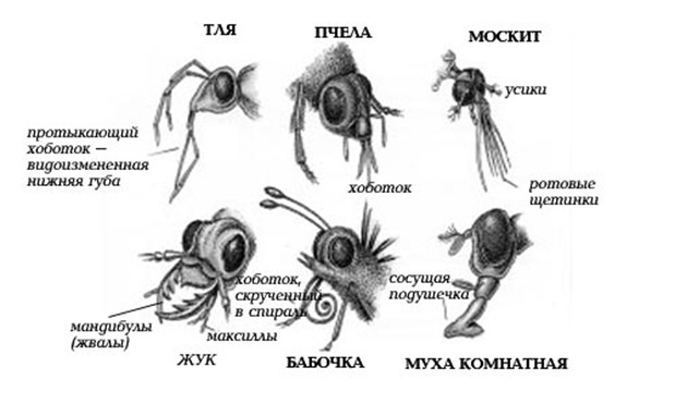 Лабораторное исследование. Изучение внешнего строения членистоногих - student2.ru