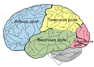 Личность и организация. ТЕМА: Психологические и социальные основы поведения личности в организации - student2.ru