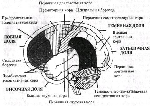 Локализация функций в коре большого мозга - student2.ru