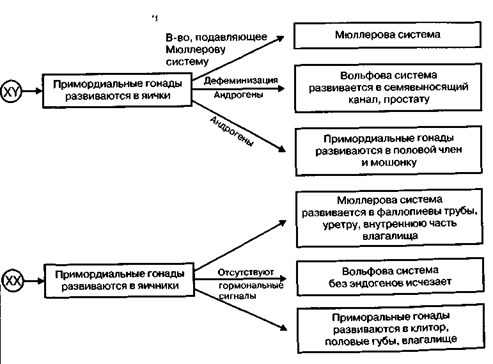 Механизмы детерминации пола в пренатальный период - student2.ru