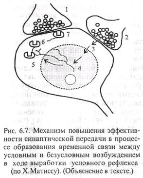 Мгновенная и кратковременная память - student2.ru