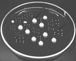 Модификационная изменчивость культуральных свойств штамма Proteus vulgaris - student2.ru