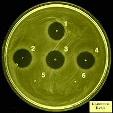 Модификационная изменчивость культуральных свойств штамма Proteus vulgaris - student2.ru