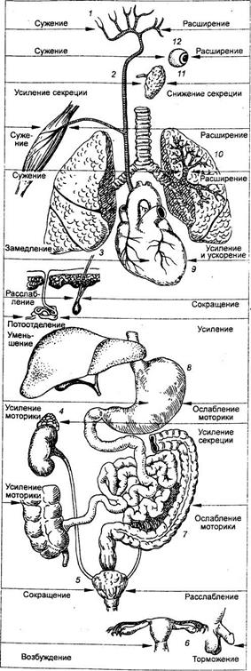 морфофункциональная организация таламуса - student2.ru