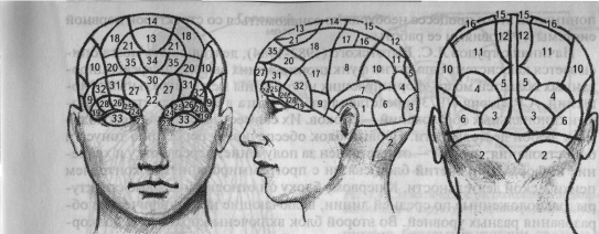 Мозг и психические процессы - student2.ru