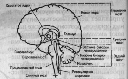 Мозг и психические процессы - student2.ru