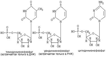 обмен нуклеиновых кислот - student2.ru