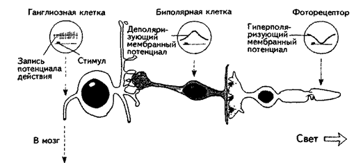 Организация систем восприятия - student2.ru