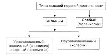 Основные типы ВНД животных и человека - student2.ru