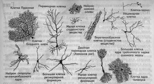 Особенности симпатической и парасимпатической нервной системы - student2.ru