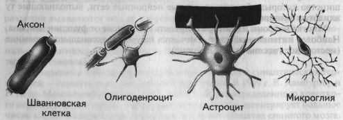 Особенности симпатической и парасимпатической нервной системы - student2.ru