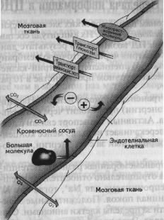 Особенности симпатической и парасимпатической нервной системы - student2.ru