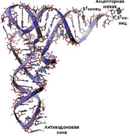 Особенности строения и роль различных видов РНК - информационной, рибосомальной, транспортной, вирусной - student2.ru