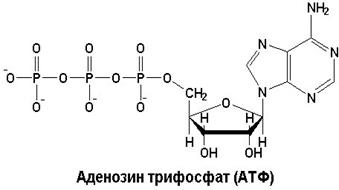 Переносчики энергии - АТФ, ГТФ - student2.ru