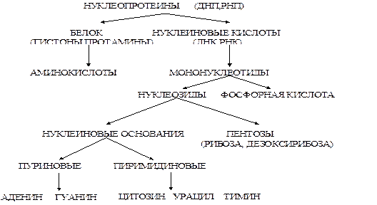 Переваривание и всасывание нуклеопротеидов - student2.ru