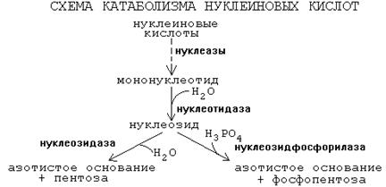 Переваривание и всасывание нуклеопротеидов - student2.ru