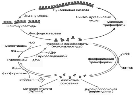 Переваривание и всасывание нуклеопротеидов - student2.ru