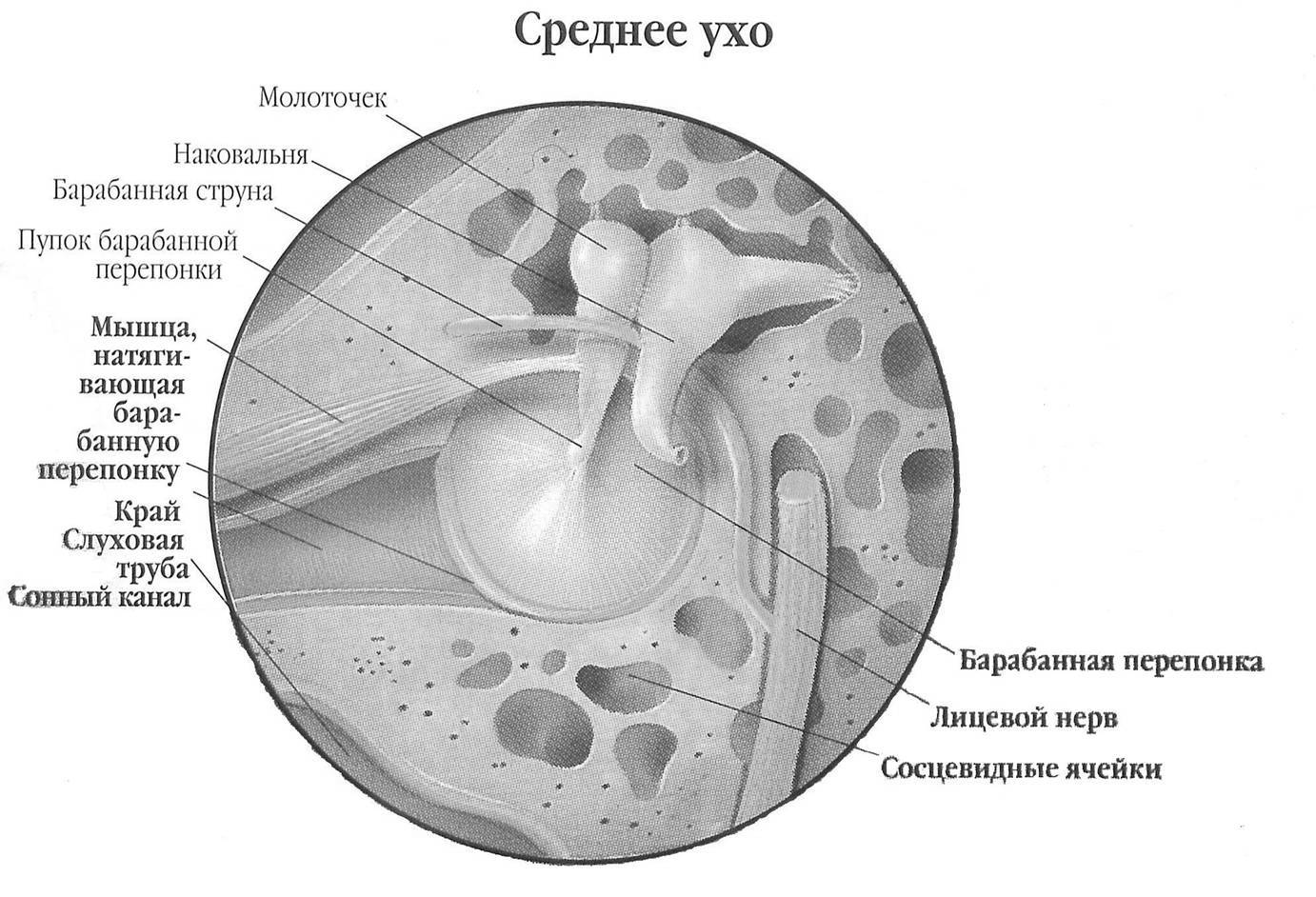 Периферический, проводниковый и корковый отделы сенсорной системы - student2.ru