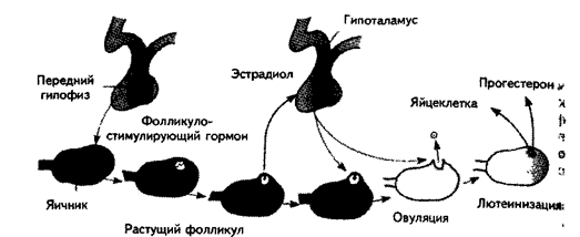 Половая дифференцировка мозга - student2.ru