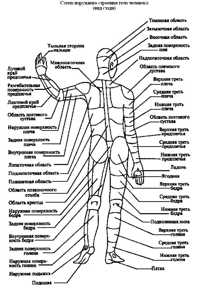 Правила словесного описания внешнего облика человека - student2.ru