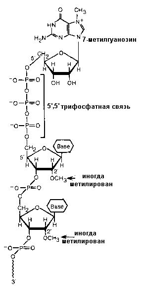 Процессинг и сплайсинг РНК - student2.ru