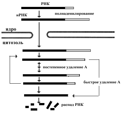 Процессинг и сплайсинг РНК - student2.ru