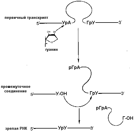 Процессинг и сплайсинг РНК - student2.ru