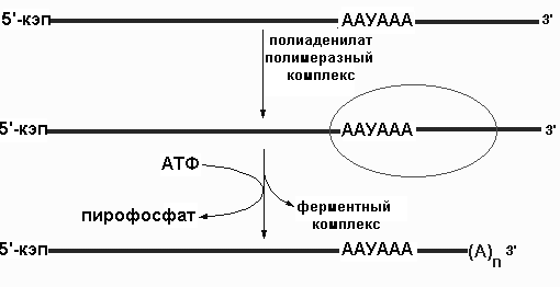 Процессинг и сплайсинг РНК - student2.ru