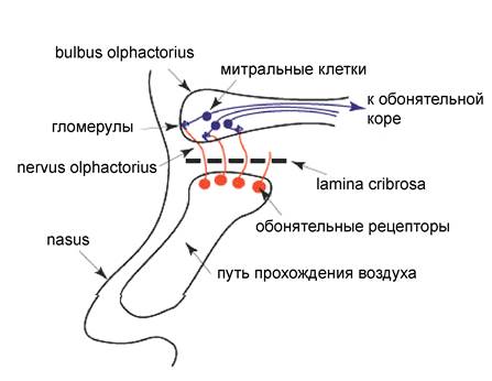 Простые чувствительные нервы - student2.ru