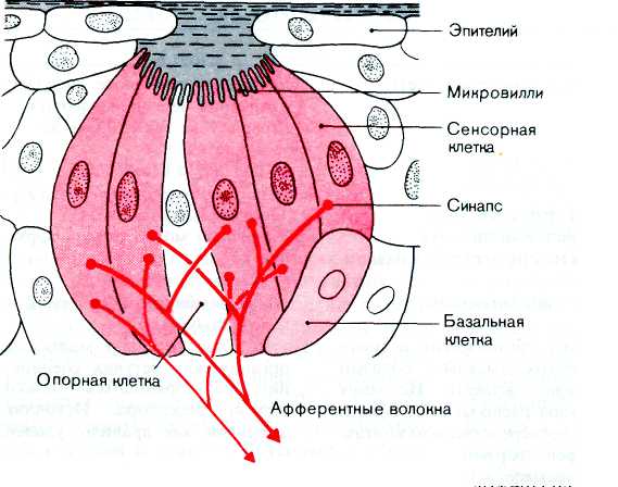 Проводящие пути обонятельного анализатора - student2.ru