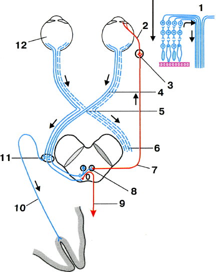 проводящие пути зрительного анализатора - student2.ru