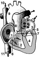 Работа сердца. Регуляция работы - student2.ru