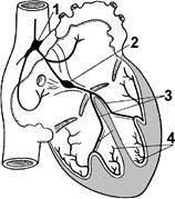 Работа сердца. Регуляция работы - student2.ru