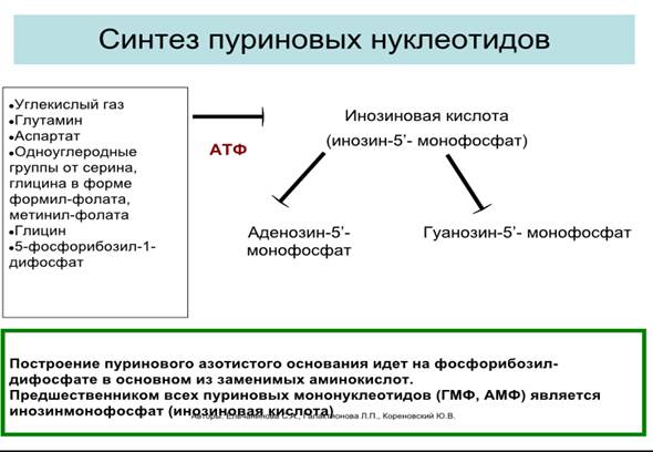 Распад пуриновых и пиримидиновых нуклеотидов. Особенности и реакции процесса распада, конечные метаболиты. Нарушения обмена пуриновых нуклеотидов при подагре - student2.ru